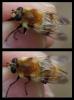 301869 – Photo : Arthropa - Benoit Martha – France (58)